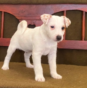 Jack-Russell-Terrier Welpe zu verkaufen