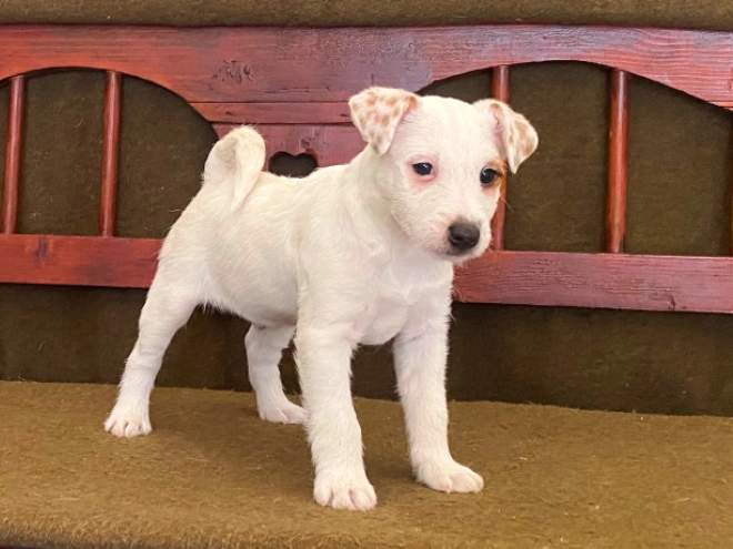 Jack-Russell-Terrier Welpe zu verkaufen