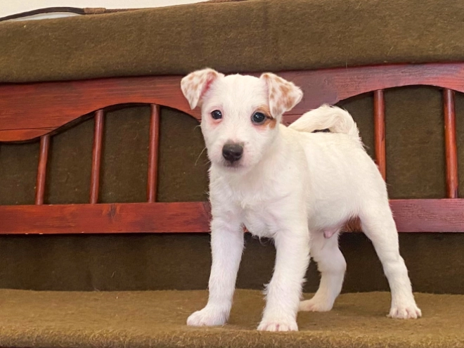 Jack-Russell-Terrier Welpe zu verkaufen