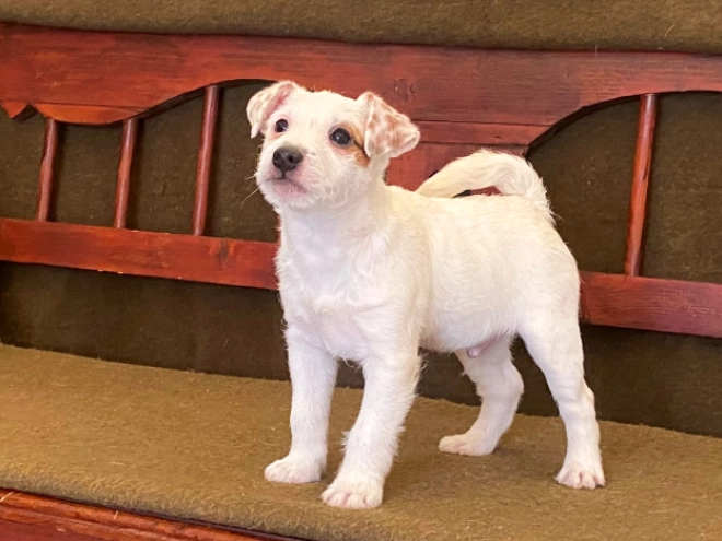 Jack-Russell-Terrier Welpe zu verkaufen