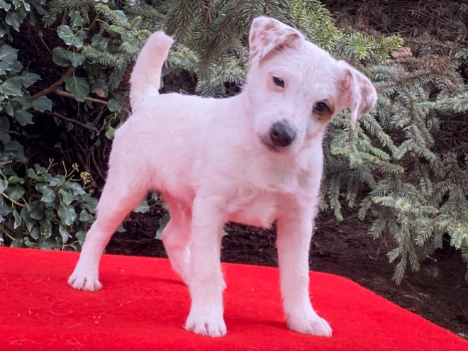 Perros Jack Russell Terrier en venta