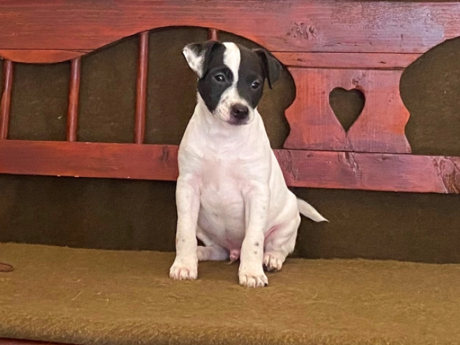 Perros Jack Russell Terrier en venta