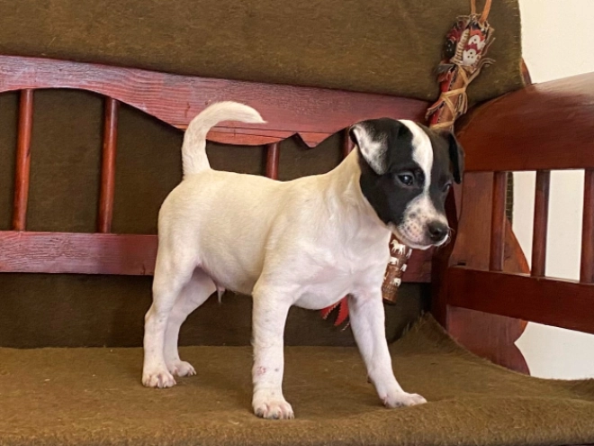 Perros Jack Russell Terrier en venta