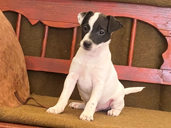 Perros Jack Russell Terrier en venta