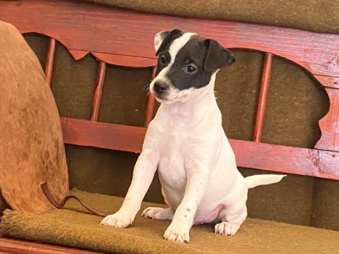Perros Jack Russell Terrier en venta