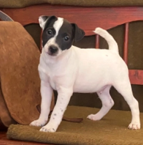 Jack-Russell-Terrier Welpe zu verkaufen