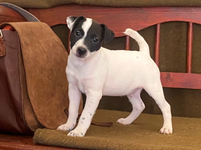 Perros Jack Russell Terrier en venta