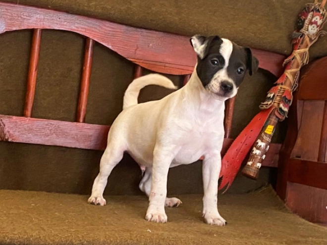 Perros Jack Russell Terrier en venta
