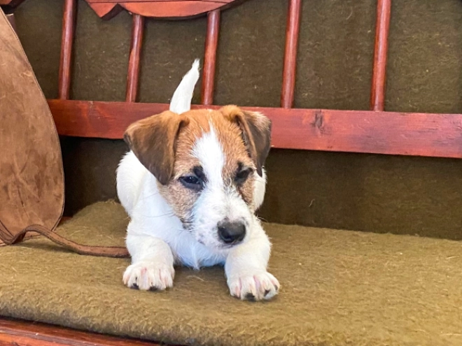 Jack Russell Terrier puppy for sale