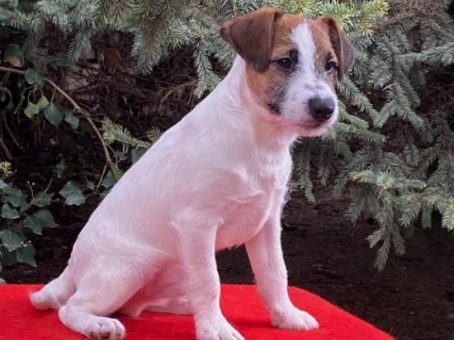 Perros Jack Russell Terrier en venta