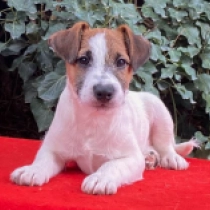 Jack-Russell-Terrier Welpe zu verkaufen