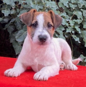 Perros Jack Russell Terrier en venta
