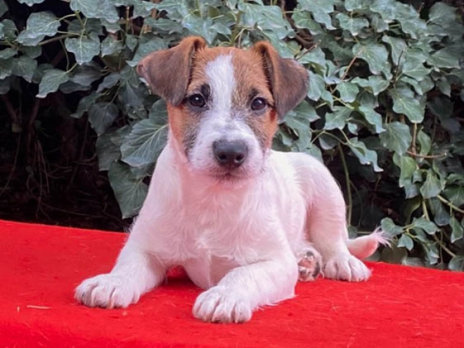 Perros Jack Russell Terrier en venta