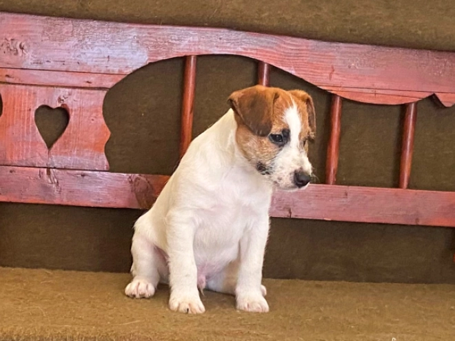 Jack Russell Terrier puppy for sale