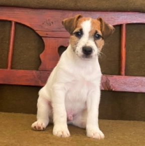 Jack-Russell-Terrier Welpe zu verkaufen