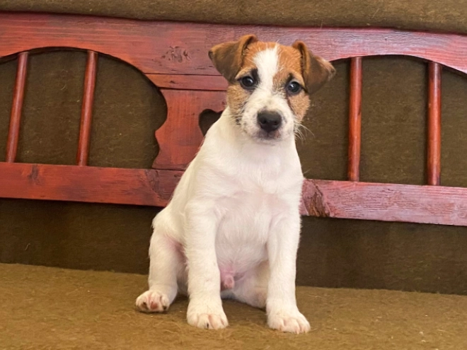 Jack Russell Terrier puppy for sale