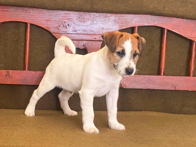 Jack Russell Terrier puppy for sale