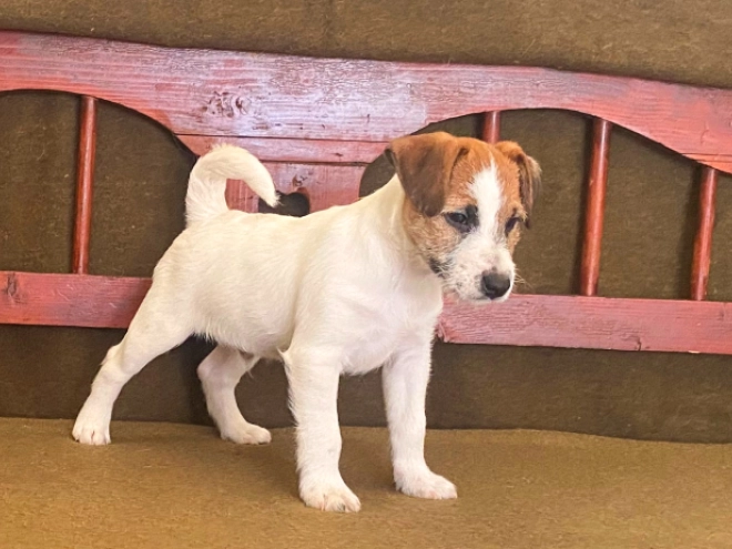 Jack Russell Terrier puppy for sale