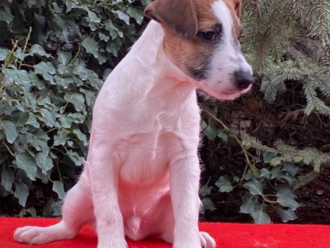 Perros Jack Russell Terrier en venta