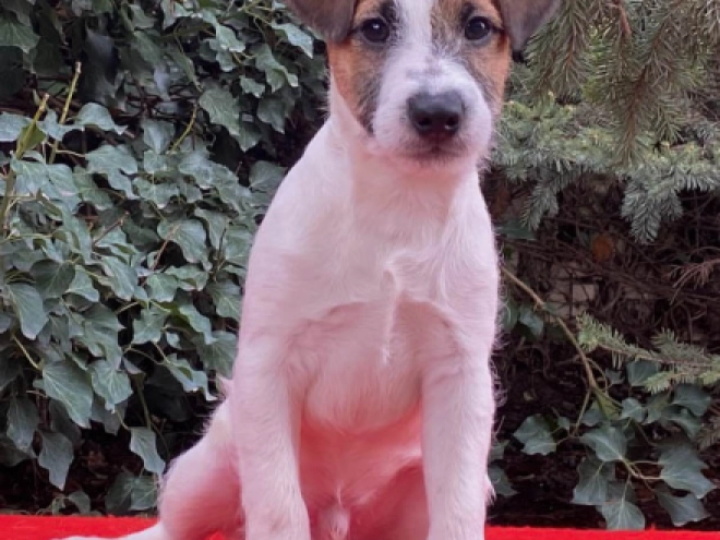 Perros Jack Russell Terrier en venta