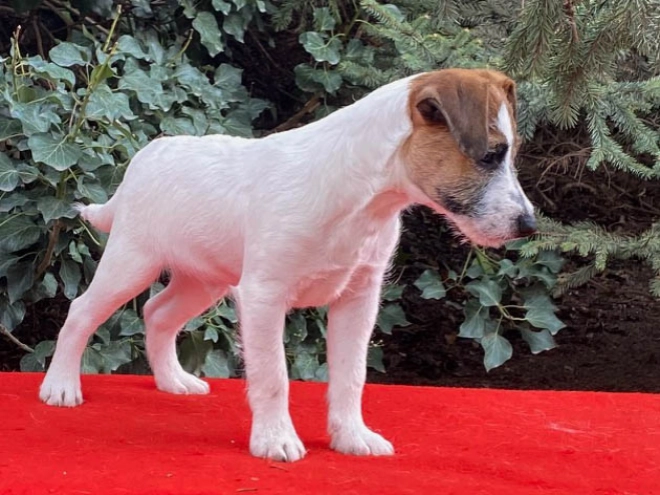 Perros Jack Russell Terrier en venta