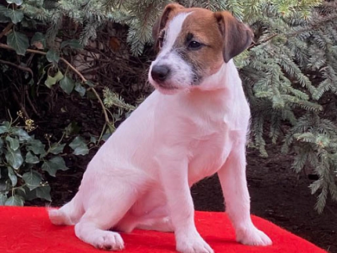 Perros Jack Russell Terrier en venta