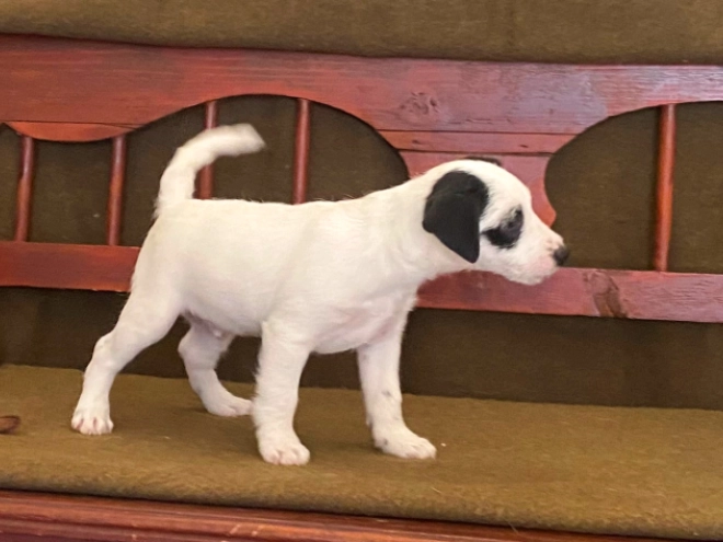 Jack Russell Terrier puppy for sale