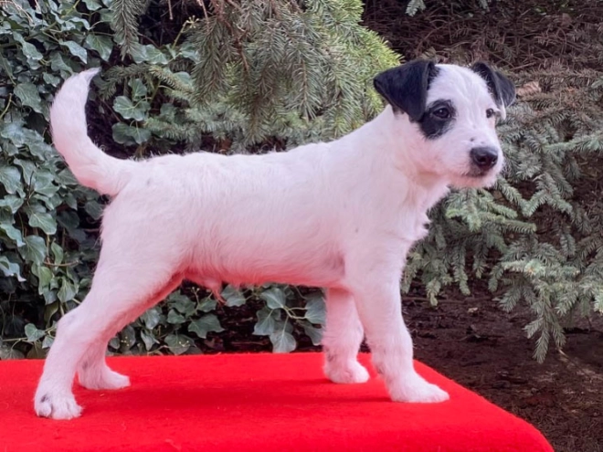 Jack-Russell-Terrier Welpe zu verkaufen