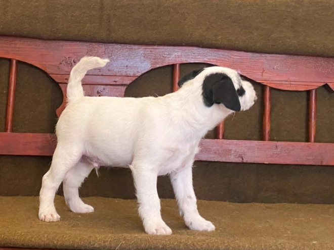 Jack Russell Terrier puppy for sale