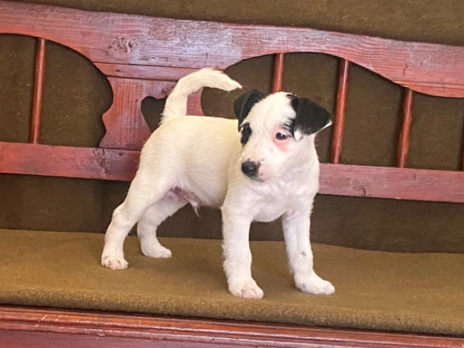 Jack Russell Terrier puppy for sale