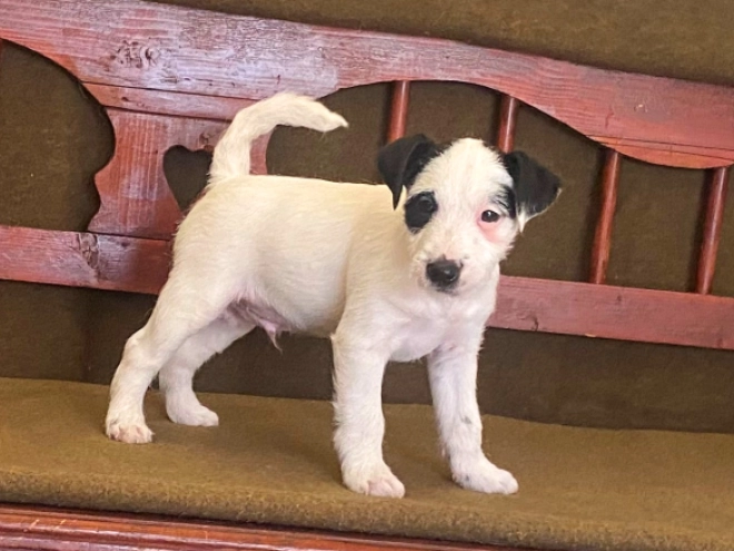 Jack Russell Terrier puppy for sale