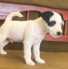Perros Jack Russell Terrier en venta
