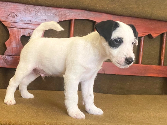 Jack Russell Terrier puppy for sale