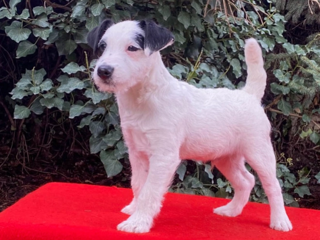 Jack-Russell-Terrier Welpe zu verkaufen