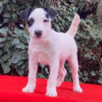 Jack-Russell-Terrier Welpe zu verkaufen