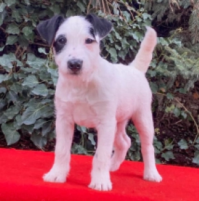 Perros Jack Russell Terrier en venta