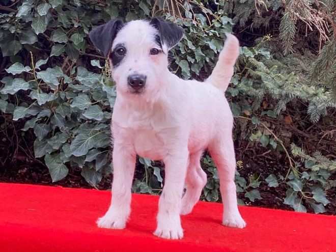 Jack-Russell-Terrier Welpe zu verkaufen