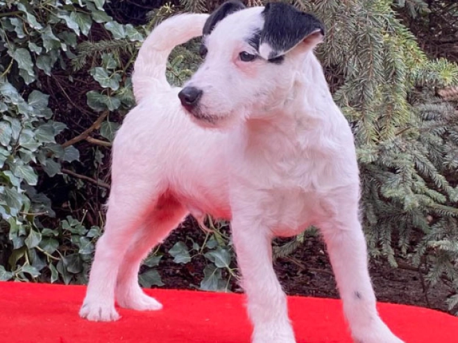 Jack-Russell-Terrier Welpe zu verkaufen