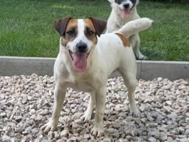 Perros Jack Russell Terrier en venta