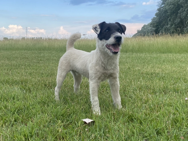 Perros Jack Russell Terrier en venta