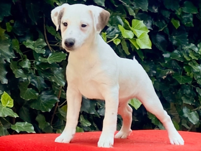 Jack Russell Terrier puppy for sale