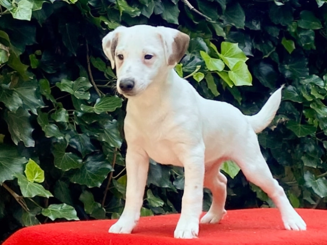 Jack Russell Terrier puppy for sale