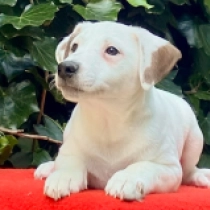 Brad – Parson, white with markings Jack Russell Terrier en venta
