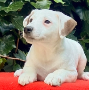 Perros Jack Russell Terrier en venta