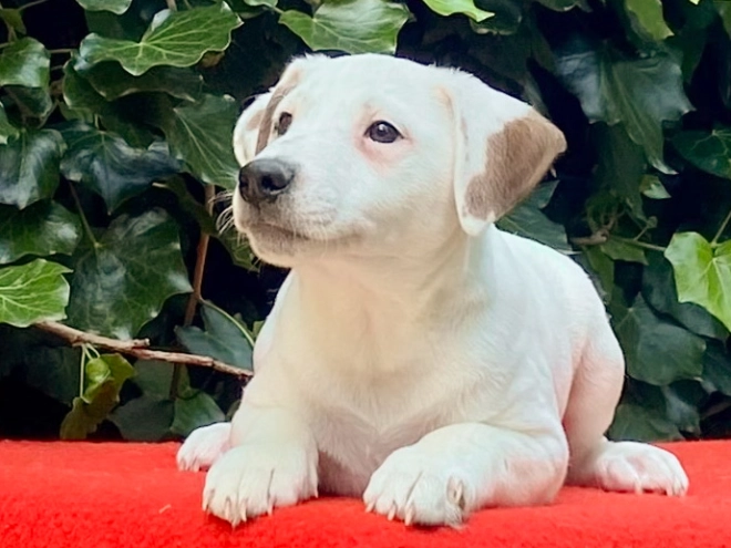 Jack Russell Terrier puppy for sale