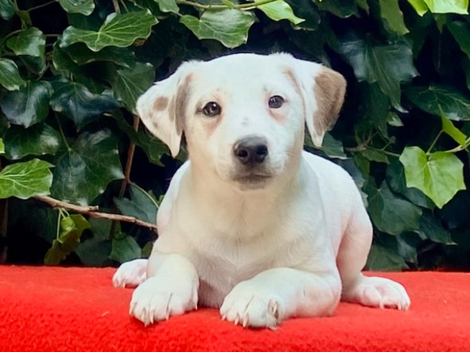 Jack Russell Terrier puppy for sale