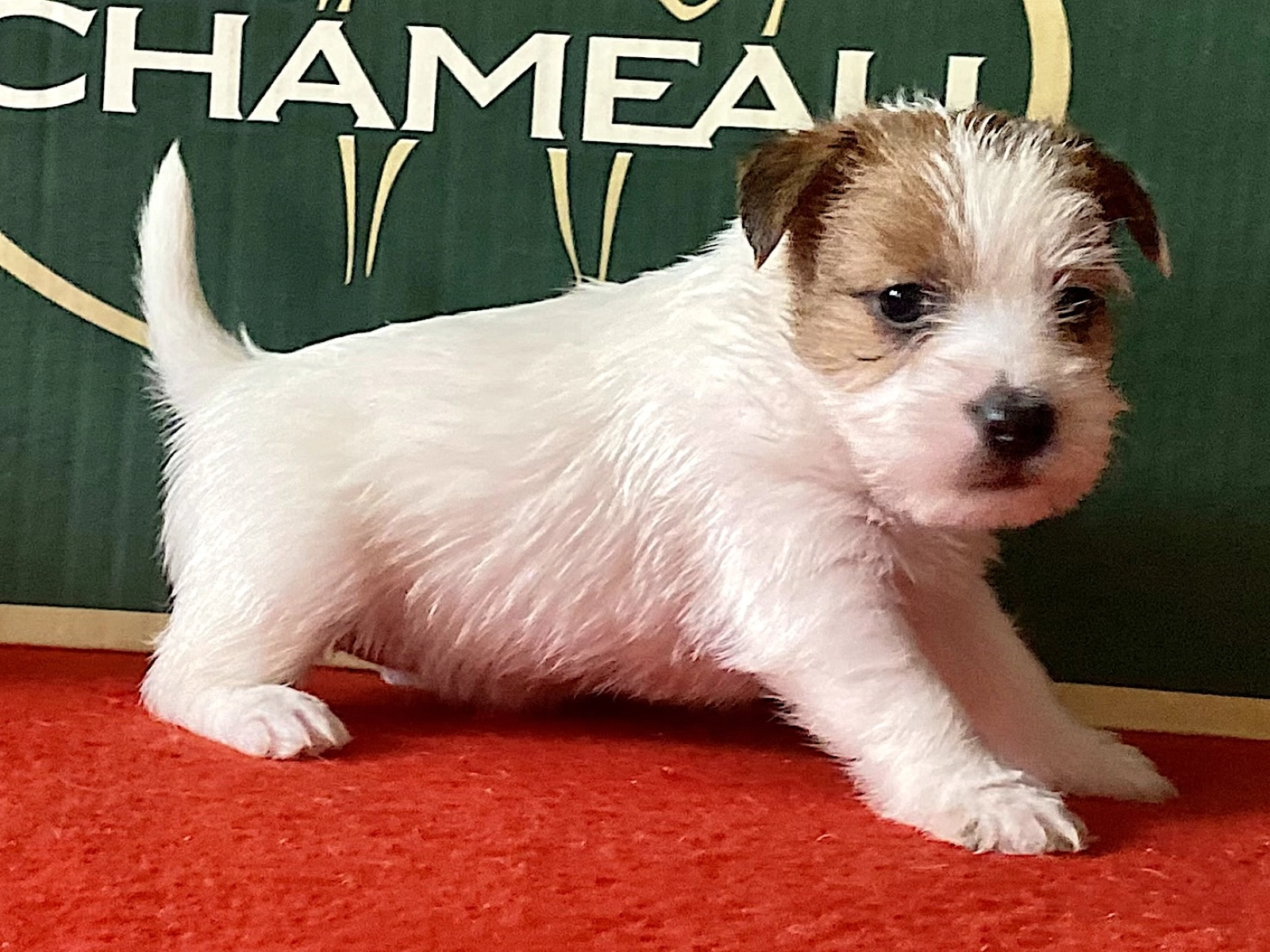 Bella - Jack Russell Terrier Cachorros en Venta | EuroPuppy, image size:1600x1200