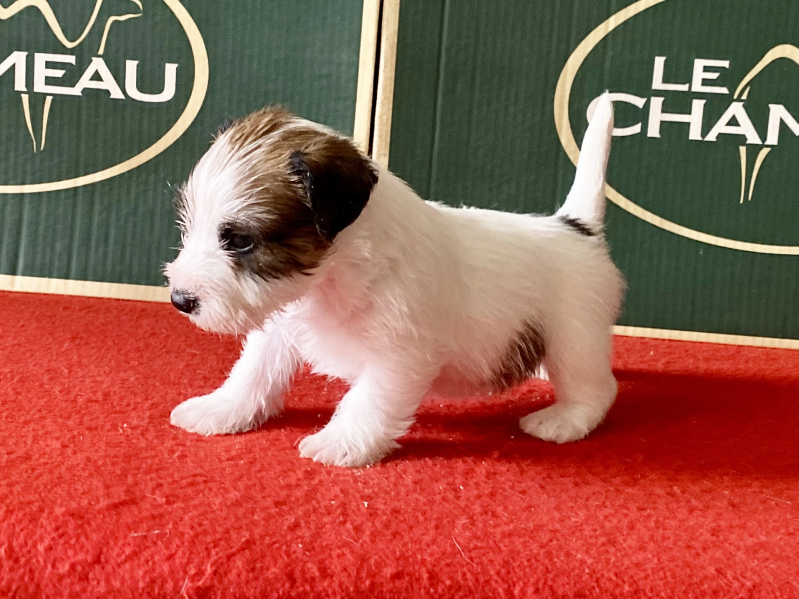 Boss - Jack Russell Terrier Cachorros en Venta | EuroPuppy, image size:1600x1200