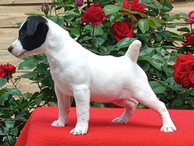 Perros Jack Russell Terrier en venta