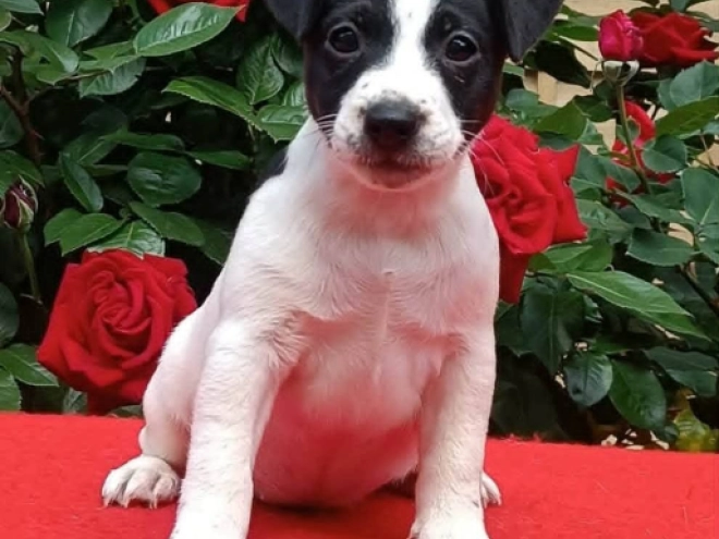 Perros Jack Russell Terrier en venta
